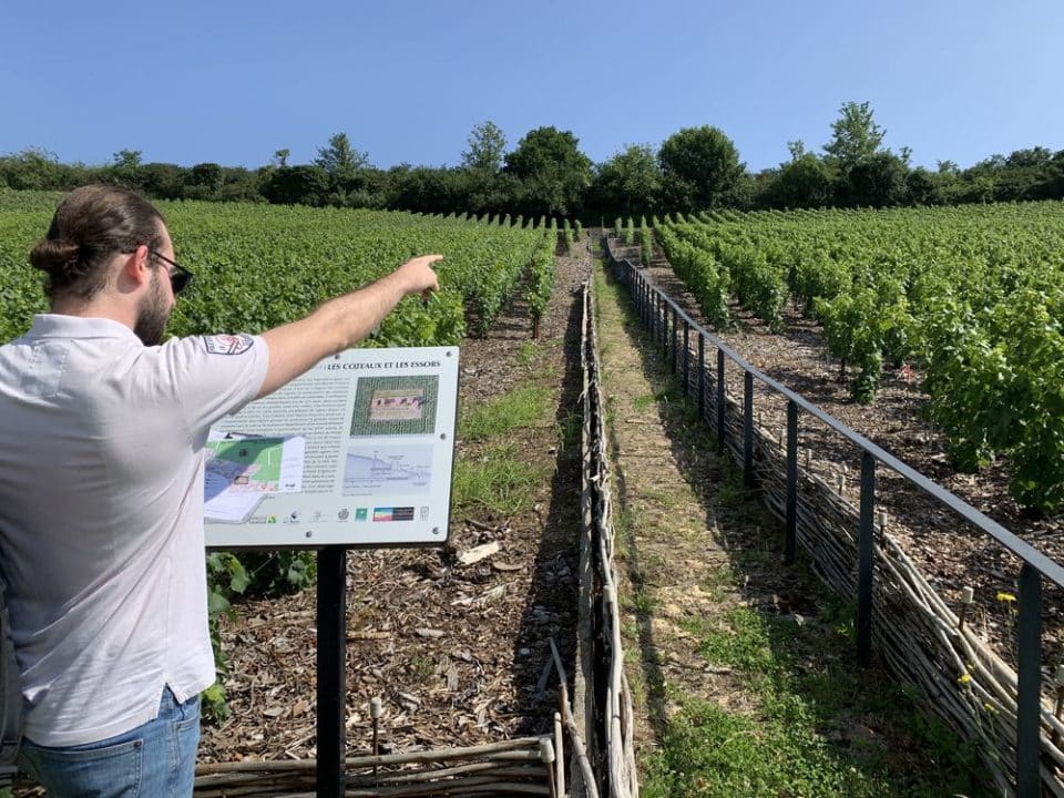 Aventure et solidarité au coeur d'un Team building dans les vignes