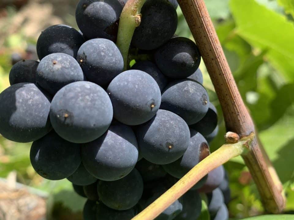 Champagne Grapes in famous vineyard, Raisins de Champagne dans les célèbres vignobles