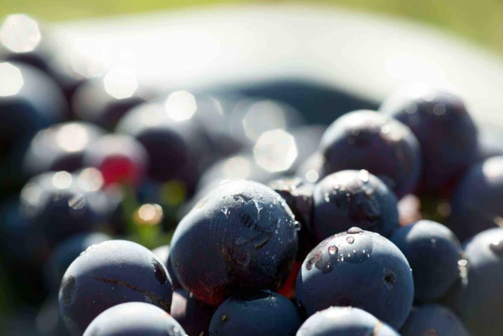 Grapes of Champagne vineyard, Raisins des vignobles de Champagne