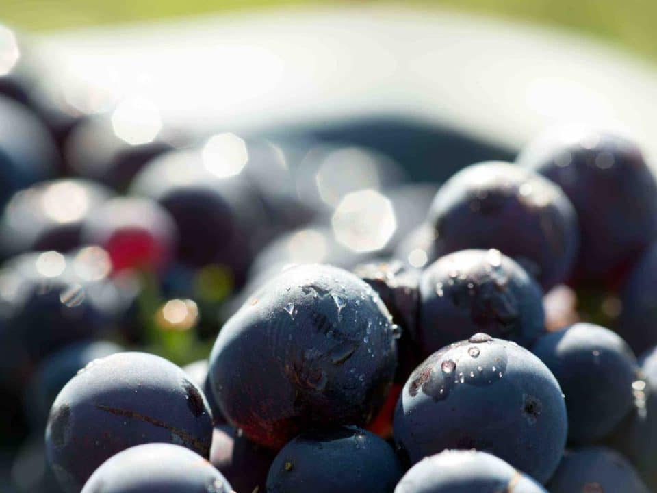 Grapes of Champagne vineyard, Raisins des vignobles de Champagne
