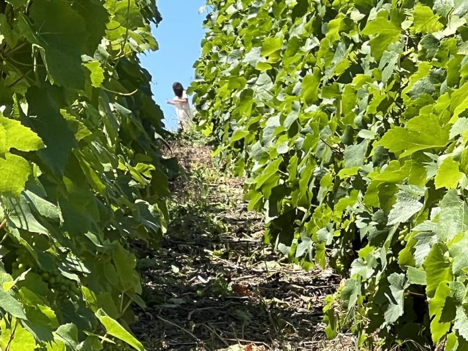 Vineyard tour in Champagne, Visite des vignobles de Champagne