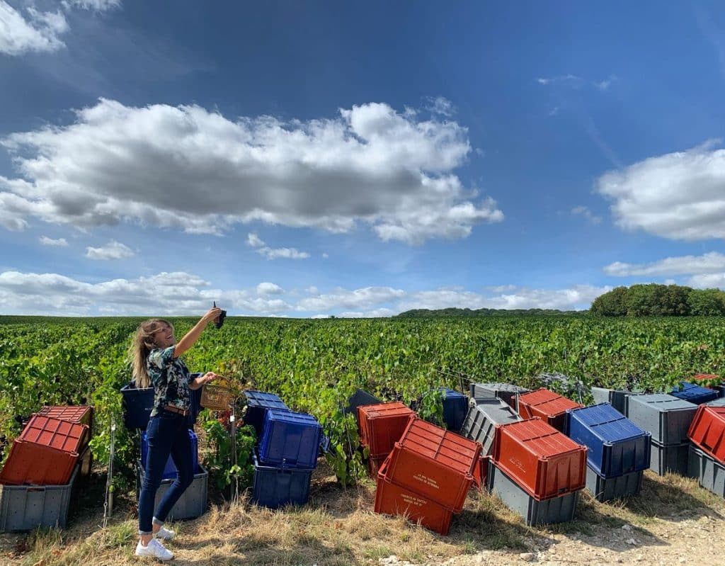 Visit during the Champagne harvest season, Visite pendant la saison des vendanges en Champagne