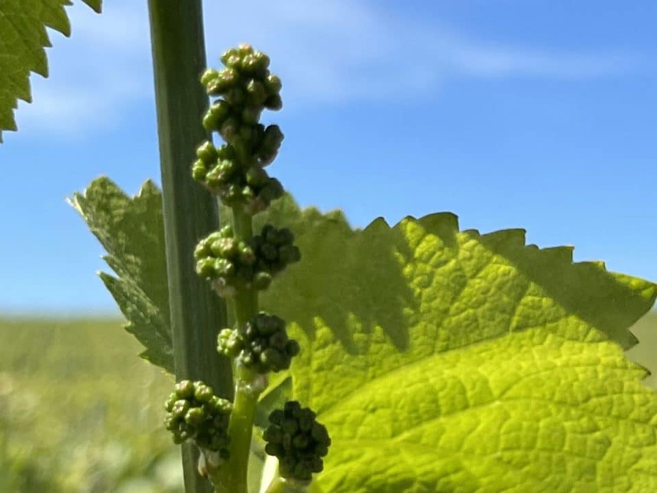 Wine tourism getaway in the vineyards, Escapade touristique dans les vignes