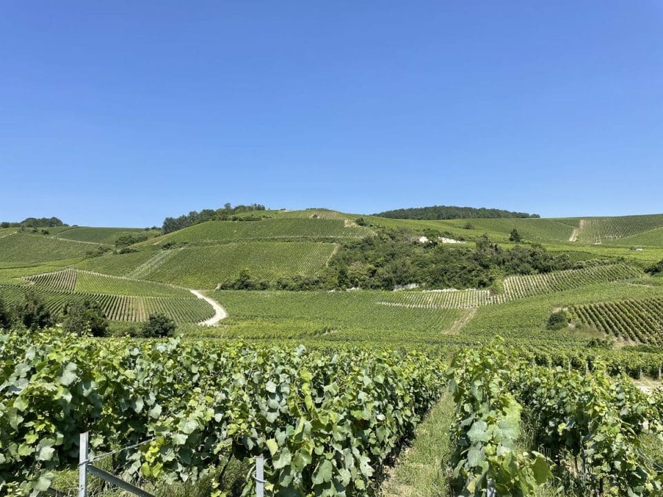 Vineyard tour in Champagne for wine lovers, Tour en Champagne dans les vignes pour les amoureux du vin