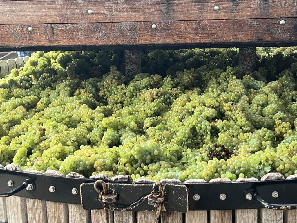 Harvesting activites and grapes in Champagne region,Activités de vendanges et raisins en Champagne