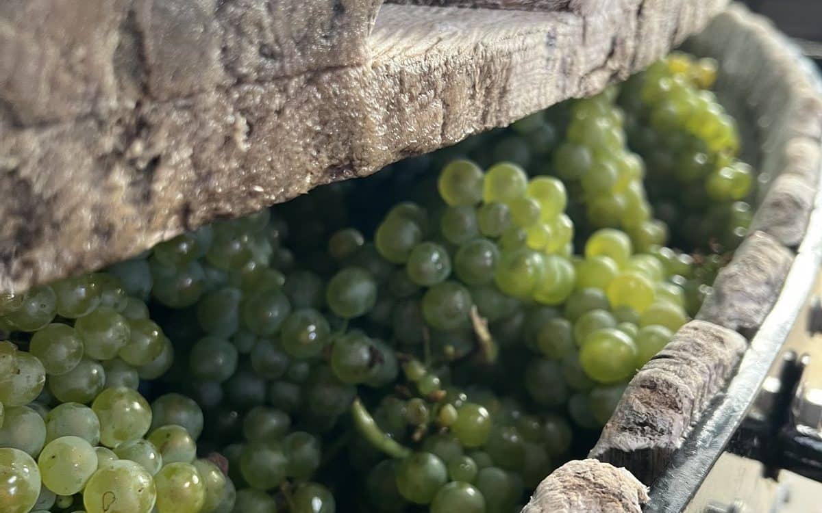 Harvest activities in Champagne Activités vendanges en Champagne