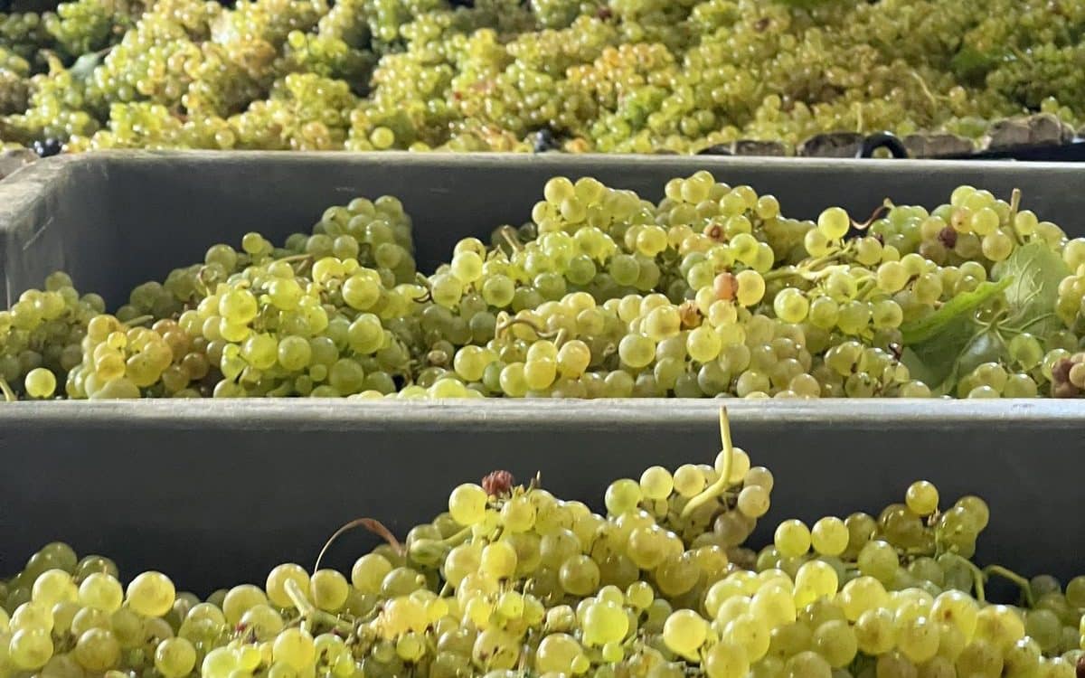Harvesting grapes in Champagne Raisins de vendanges en Champagne