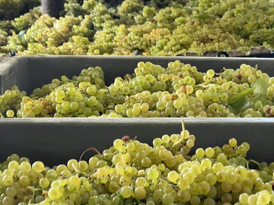 Harvesting grapes in Champagne Raisins de vendanges en Champagne