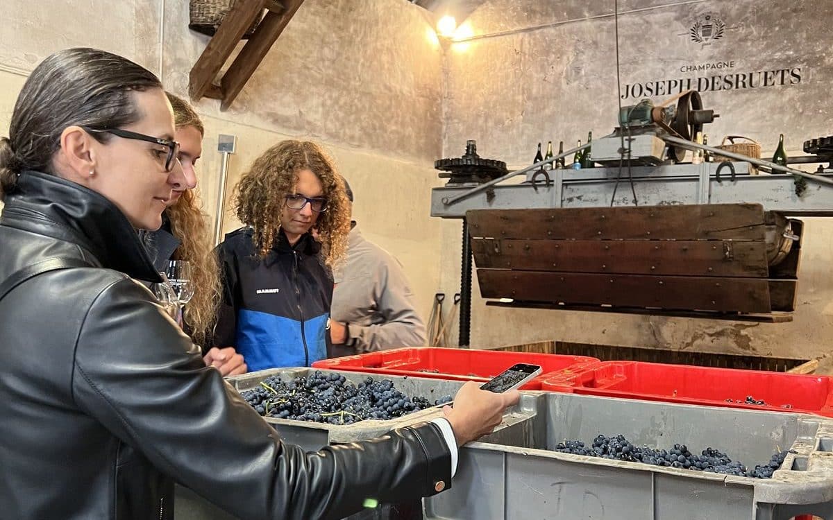 Champagne harvest experience Expérience vendanges en Champagne