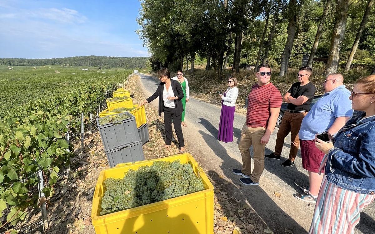 Champagne grapes picking tour Tour ramassage de raisins