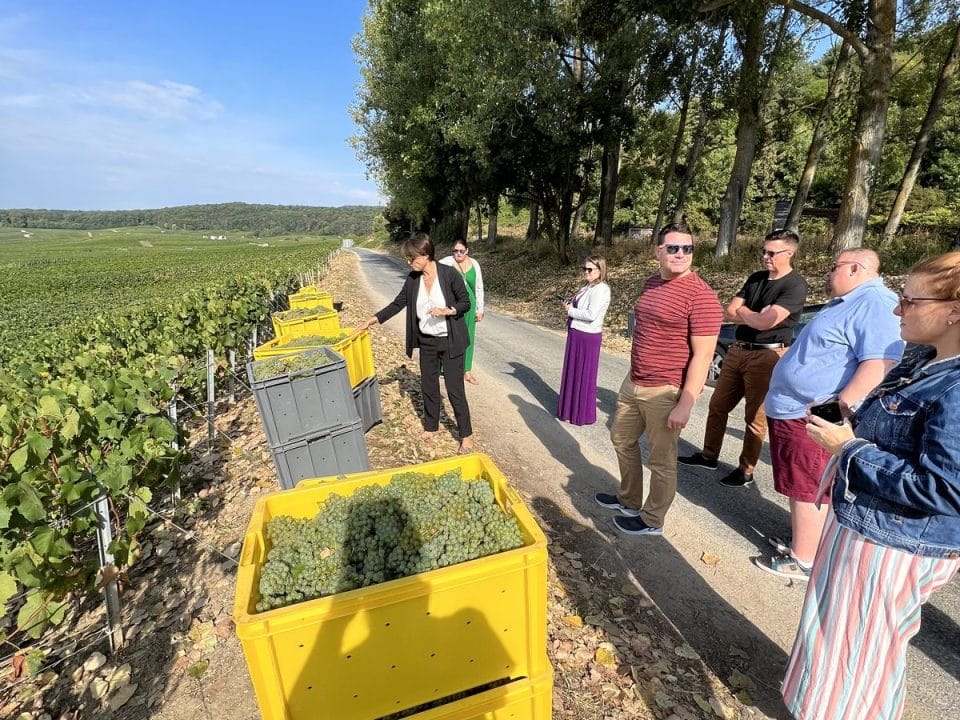 Champagne grapes picking tour Tour ramassage de raisins