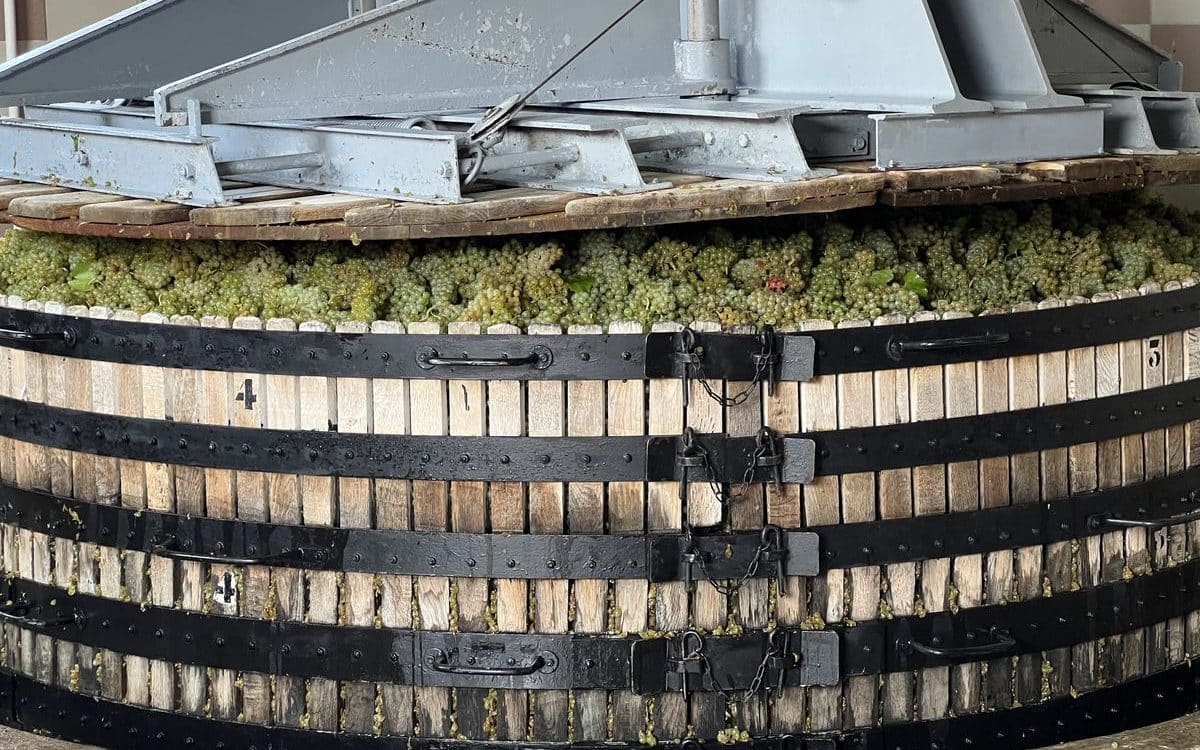 Champagne vineyard tour during harvest Tour dans les vignes de Champagne pendant les vendanges