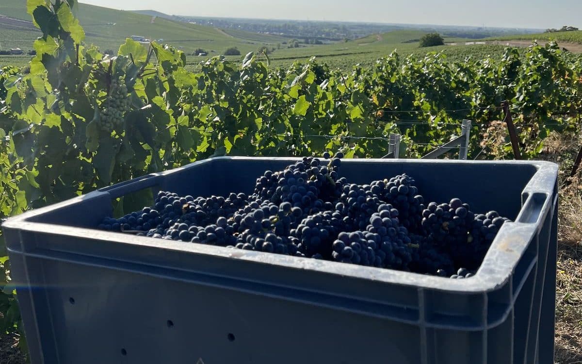 Harvest season Saison de vendanges