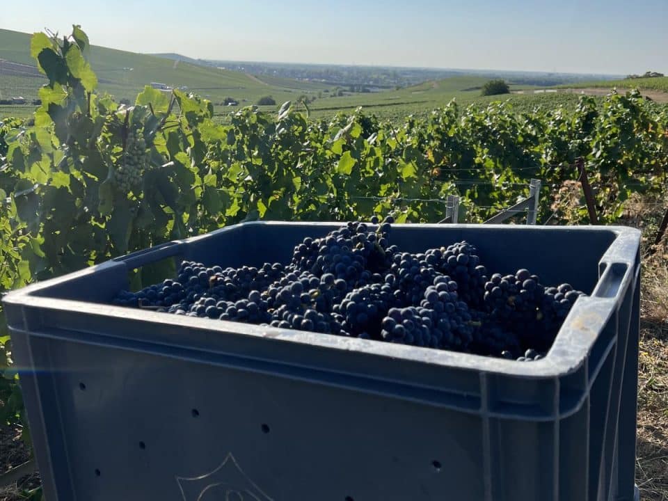 Harvest season Saison de vendanges